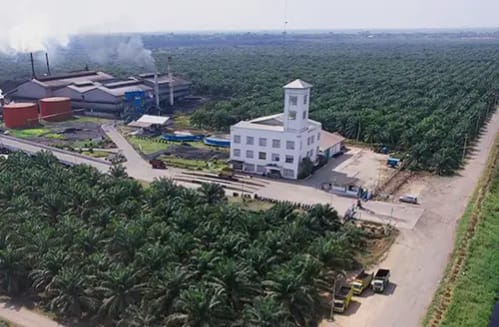 Mutasi Pekerja Besar-Besaran PT Golden Blossom (GBS), 10 Pekerja Pabrik di Mutasi Jadi Tukang Muat Buah Sawit