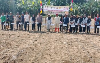 Pemdes Raja Gelar Kegiatan Tanam Jagung  Dalam Rangka Menunjang Perekonomian Masyarakat