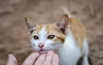 Hati-Hati !! Menabrak Kucing Bisa Membawa Sial, Benarkah??