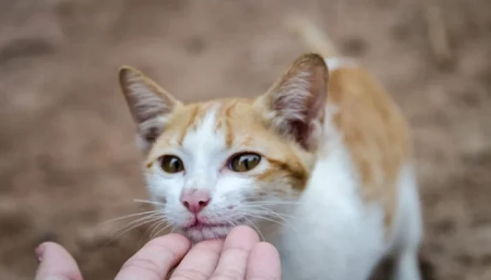 Hati-Hati !! Menabrak Kucing Bisa Membawa Sial, Benarkah??