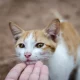 Hati-Hati !! Menabrak Kucing Bisa Membawa Sial, Benarkah??