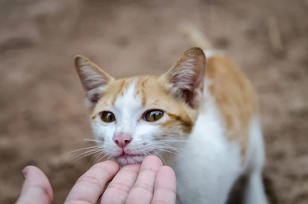 Hati-Hati !! Menabrak Kucing Bisa Membawa Sial, Benarkah??