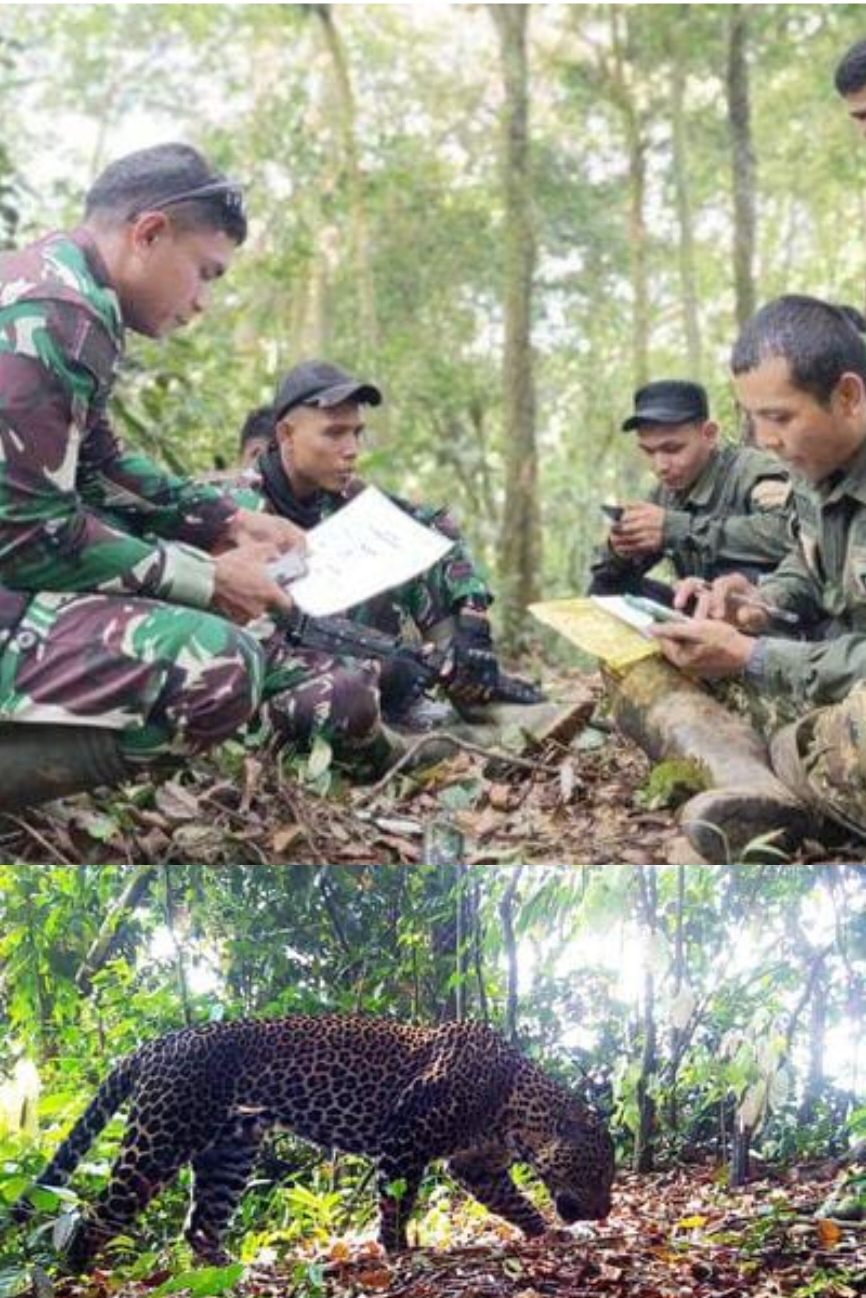 Penampakan Macan Tutul Jawa Tertangkap Kamera Perangkap Tim Ekspedisi dari TNI di Gunung Sanggabuana Karawang