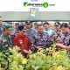 Bupati Dan Wakil Bupati Lampung Utara Dampingi Kasal Tinjau Persiapan Panen Ketahanan Pangan TNI AL Dan Rencana Kunjungan Presiden RI