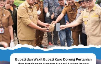 Bupati dan Wakil Bupati Karo Hadiri Panen Perdana Kentang Hasil Bumdes Gegeh Persada Desa Sukanalu
