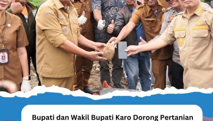 Bupati dan Wakil Bupati Karo Hadiri Panen Perdana Kentang Hasil Bumdes Gegeh Persada Desa Sukanalu