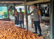 Bhabinkamtibmas Kelurahan Palleko Dampingi Panen Jagung Mandiri, Dukung Program Ketahanan Pangan Nasional