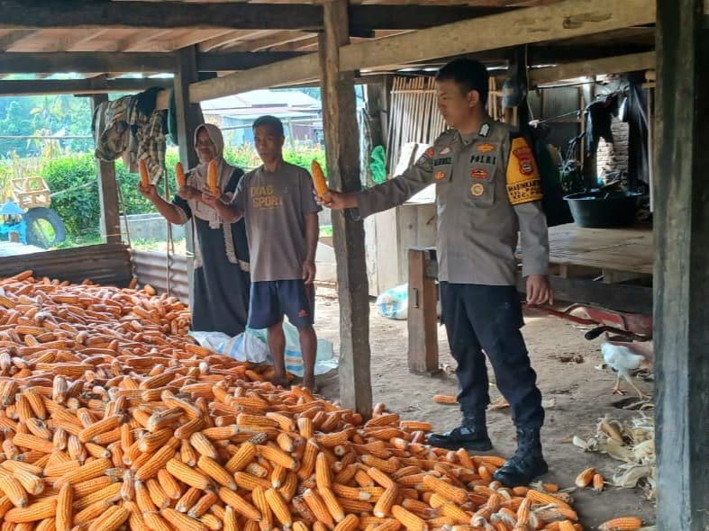 Bhabinkamtibmas Kelurahan Palleko Dampingi Panen Jagung Mandiri, Dukung Program Ketahanan Pangan Nasional