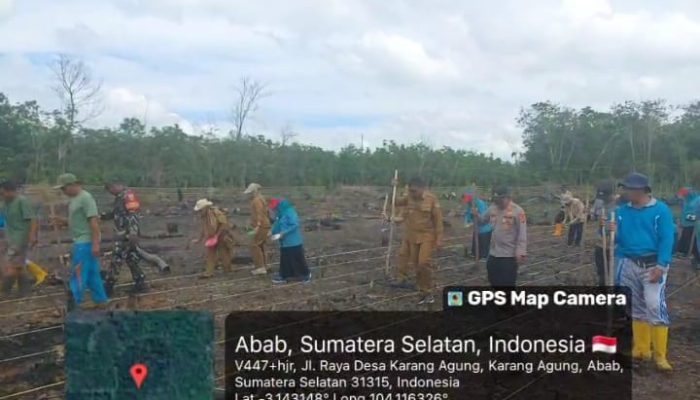 Polsek Penukal Abab Dukung Program Ketahanan Pangan Melalui Penanaman Jagung di Desa Purun