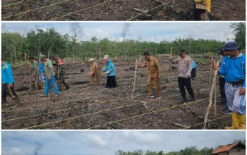 POLSEK PENUKAL ABAB DAN PEMERINTAH KECAMATAN ABAB GELAR PENANAMAN JAGUNG DI DESA KARANG AGUNG