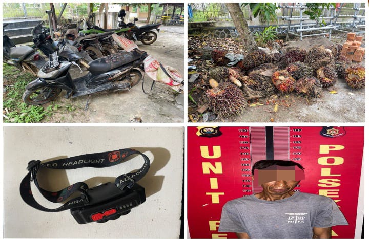 Polsek Talang Ubi Berhasil Ungkap Kasus Pencurian Buah Kelapa Sawit di Kebun PT. Suryabumi Agrolanggeng