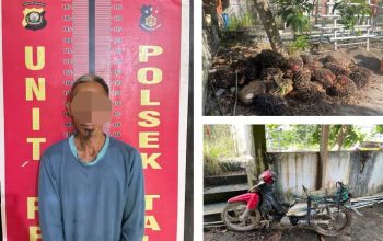 Unit Reskrim Polsek Talang Ubi Berhasil Tangkap Pelaku Pencurian Sawit di Perkebunan PT. Suryabumi Agrolanggeng