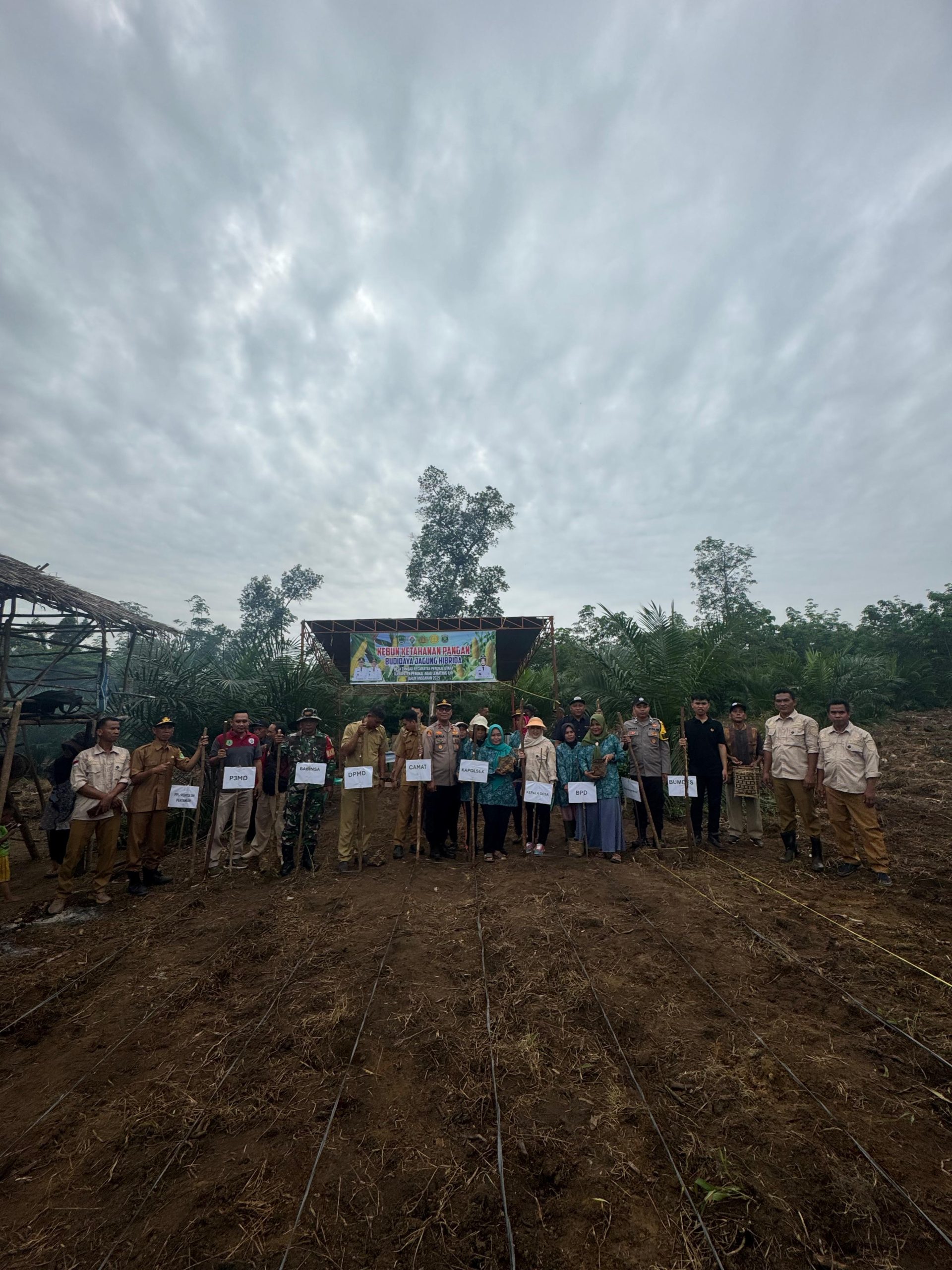 Polsek Penukal Utara Dukung Program Ketahanan Pangan Melalui Penanaman Jagung di Desa Tambak