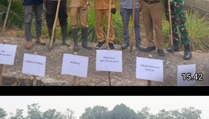 Polsek Penukal Utara Dukung Program Ketahanan Pangan, Tanam Jagung di Desa Muara Ikan