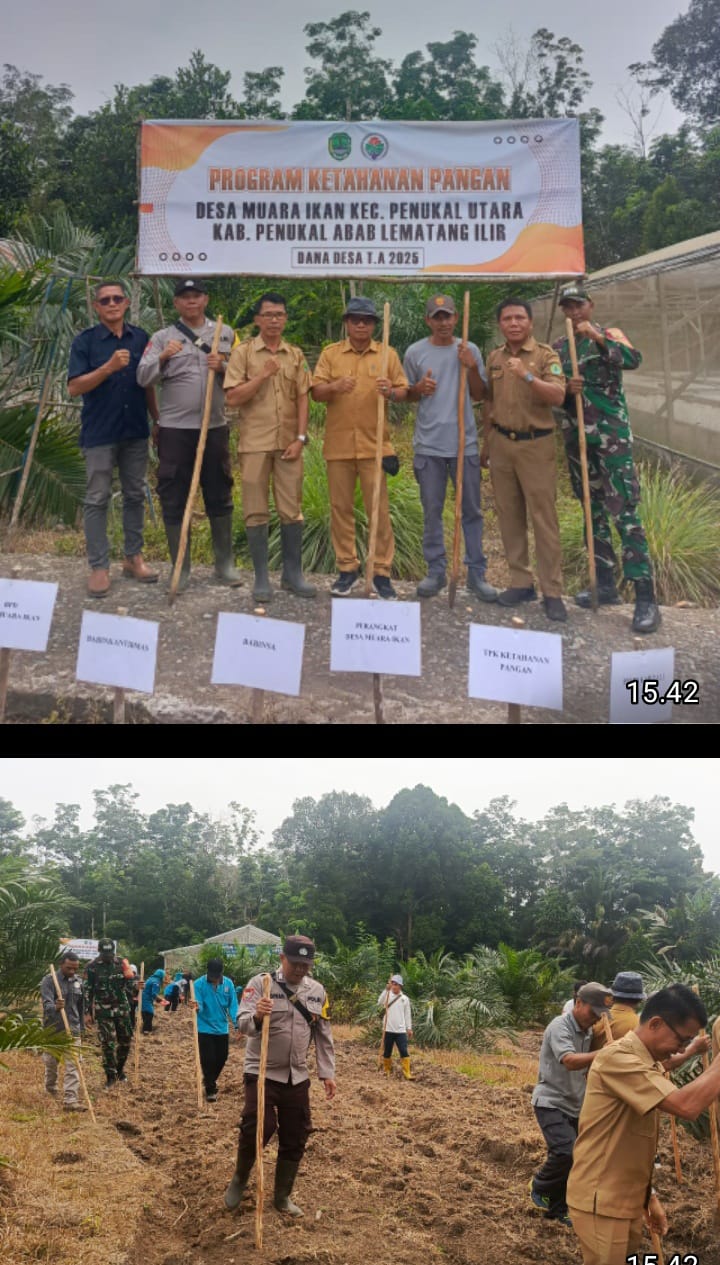 Polsek Penukal Utara Dukung Program Ketahanan Pangan, Tanam Jagung di Desa Muara Ikan