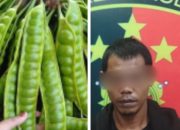 Gara-gara Petai, Pria di Muba Ditembak Mati Pemilik Kebun