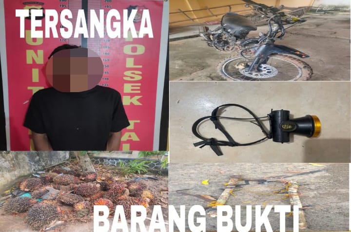 Polsek Talang Ubi Ringkus Pelaku Pencurian Buah Kelapa Sawit Milik PT Suryabumi Agrolanggeng