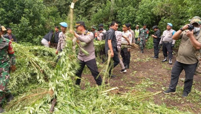 Polres Tanah Karo Bongkar Ladang Ganja di Perbukitan Pancur Batu, 400 Batang Tanaman Dimusnahkan