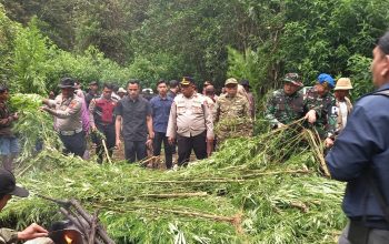 Polres Tanah Karo Bongkar Ladang Ganja di Perbukitan Pancur Batu, 400 Batang Tanaman Dimusnahkan