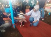Kontes Domba Lumajang Cup 2025,Ajang Tingkatkan Kwalitas Ternak di Jawa Timur