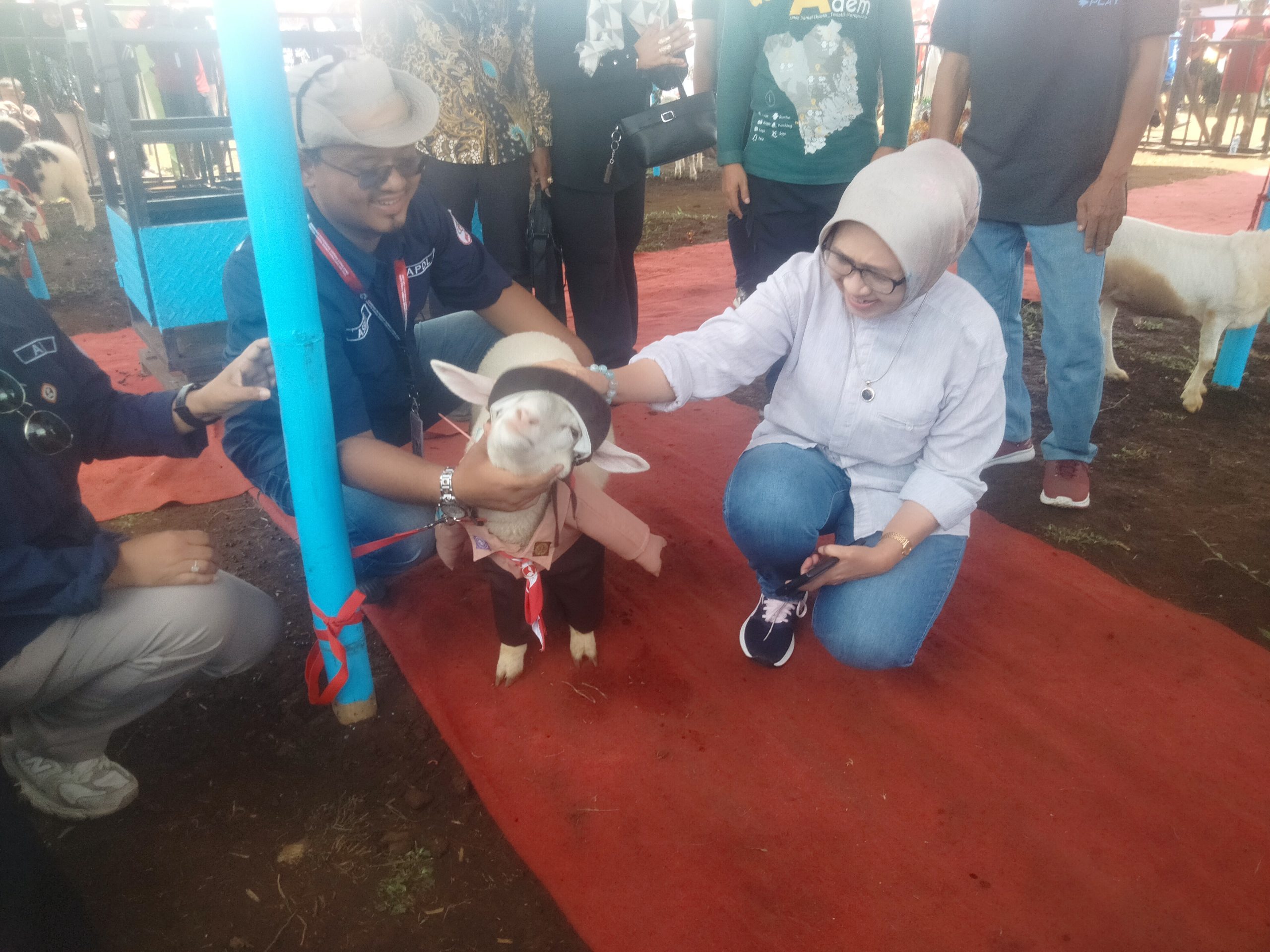 Kontes Domba Lumajang Cup 2025,Ajang Tingkatkan Kwalitas Ternak di Jawa Timur