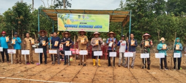 Pemerintah Desa Suka Maju Bersama BUMDes Gelar Tanam Jagung.di Lahan 1 Hektar