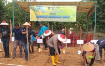 Pemerintah Desa Suka Maju Bersama BUMDes Gelar Tanam Jagung.di Lahan 1 Hektar