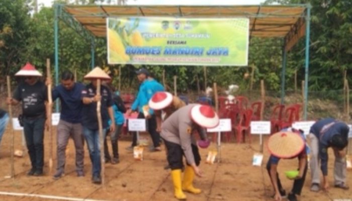 Pemerintah Desa Suka Maju Bersama BUMDes Gelar Tanam Jagung.di Lahan 1 Hektar