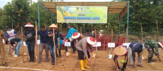 Pemerintah Desa Suka Maju Bersama BUMDes Gelar Tanam Jagung.di Lahan 1 Hektar