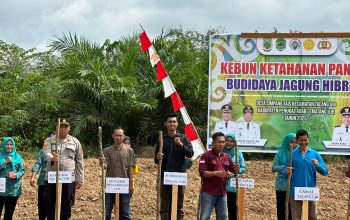 Polsek Talang Ubi Laksanakan Penanaman Jagung di Desa Simpang Tais sebagai Upaya Perkuat Ketahanan Pangan Daerah