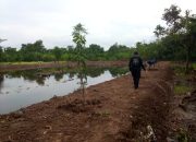 BUMDes Ujungpendok Jaya Manfaatkan Tanah Titisara Tidak Produktif untuk Empang Ikan dan Tanaman Buah