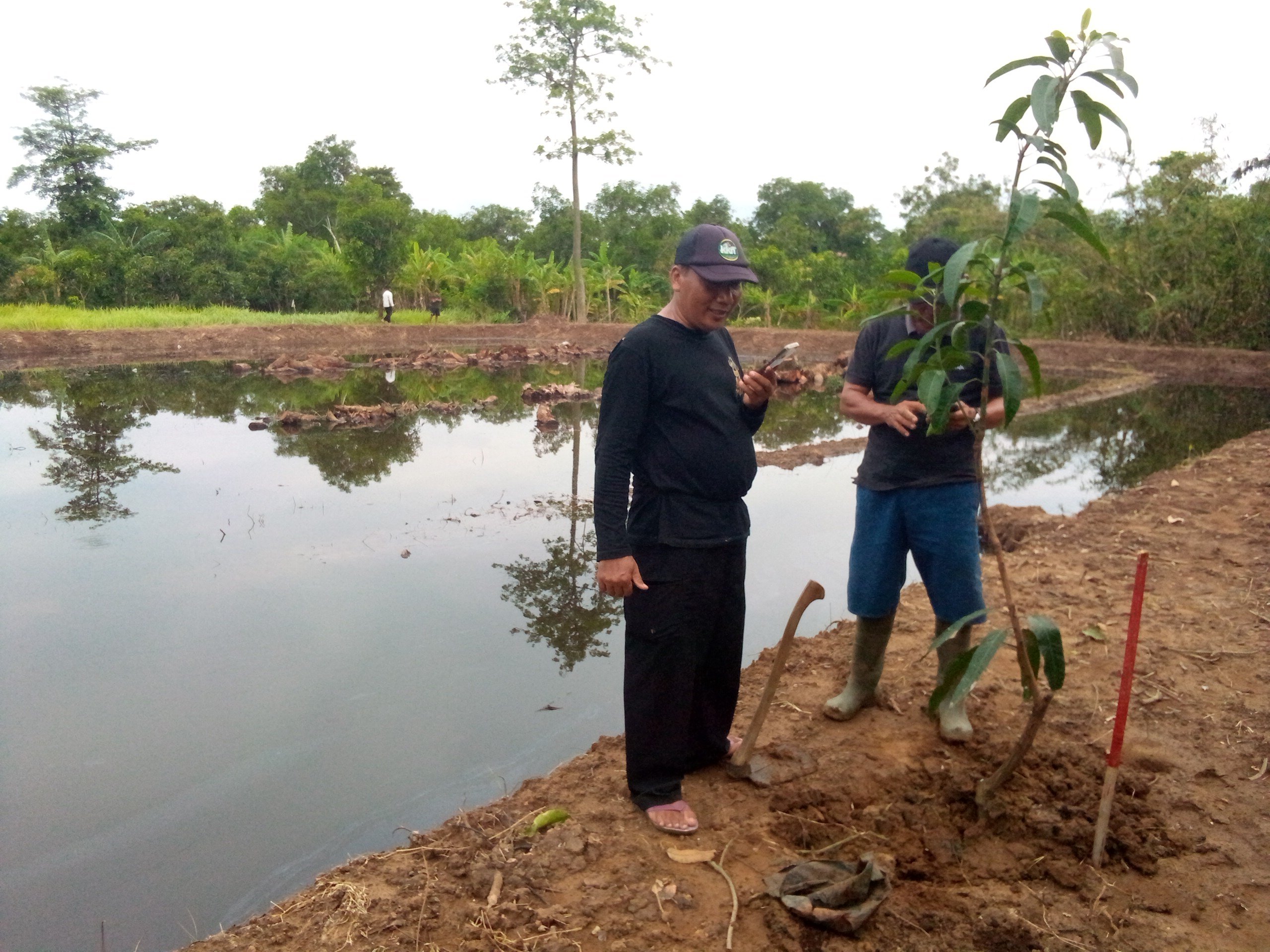 Terobosan Baru BUMDes Ujungpendok Jaya Ubah Lahan Titisara Tidak Produktif Menjadi Empang Produktif