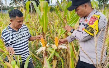 Polsek Tanah Abang Melakukan Pengecekan Langsung Terhadap Lahan Tanaman Jagung Program ketahanan Pangan Milik Bumdes Desa Bumi Ayu