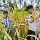 Polsek Tanah Abang Melakukan Pengecekan Langsung Terhadap Lahan Tanaman Jagung Program ketahanan Pangan Milik Bumdes Desa Bumi Ayu