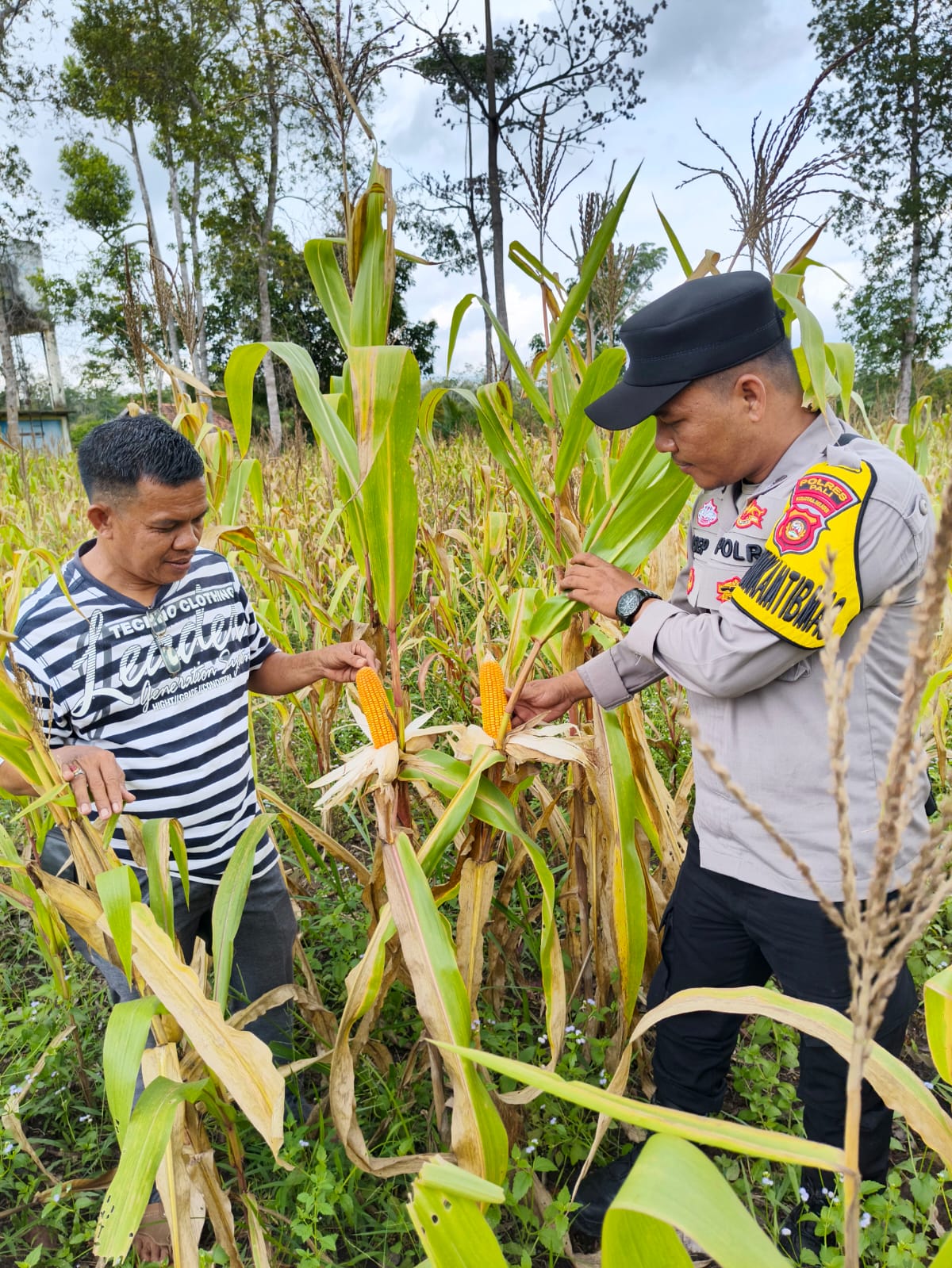 Polsek Tanah Abang Melakukan Pengecekan Langsung Terhadap Lahan Tanaman Jagung Program ketahanan Pangan Milik Bumdes Desa Bumi Ayu