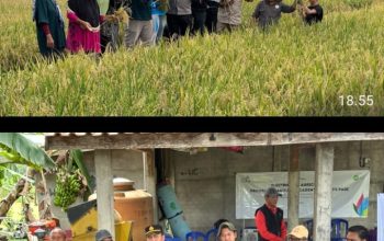 PANEN RAYA SMARTFARM ACADEMY DI DESA MUARA SUNGAI, DUKUNG PROGRAM KETAHANAN PANGAN NASIONAL