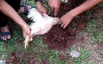 Bolehkah Perempuan Menyembelih Ayam atau Hewan Sembelihan Lainnya?