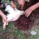 Bolehkah Perempuan Menyembelih Ayam atau Hewan Sembelihan Lainnya?