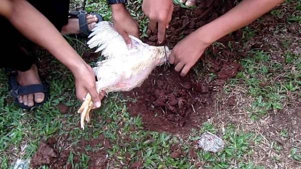 Bolehkah Perempuan Menyembelih Ayam atau Hewan Sembelihan Lainnya?