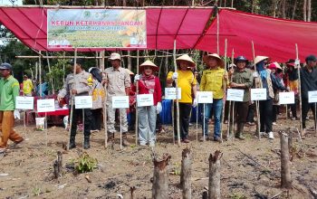 Dalam Rangka Mendukung Ketahanan Pangan Nasional, Pemerintah Desa Tanah Abang Selatan Gelar Tanam Jagung Hibrida