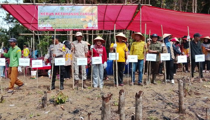 Dalam Rangka Mendukung Ketahanan Pangan Nasional, Pemerintah Desa Tanah Abang Selatan Gelar Tanam Jagung Hibrida