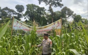 Pengecekan Lahan Jagung Ketahanan Pangan di Desa Raja, Polsek Tanah Abang Tekankan Transparansi Pengelolaan Dana Desa