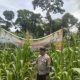 Pengecekan Lahan Jagung Ketahanan Pangan di Desa Raja, Polsek Tanah Abang Tekankan Transparansi Pengelolaan Dana Desa