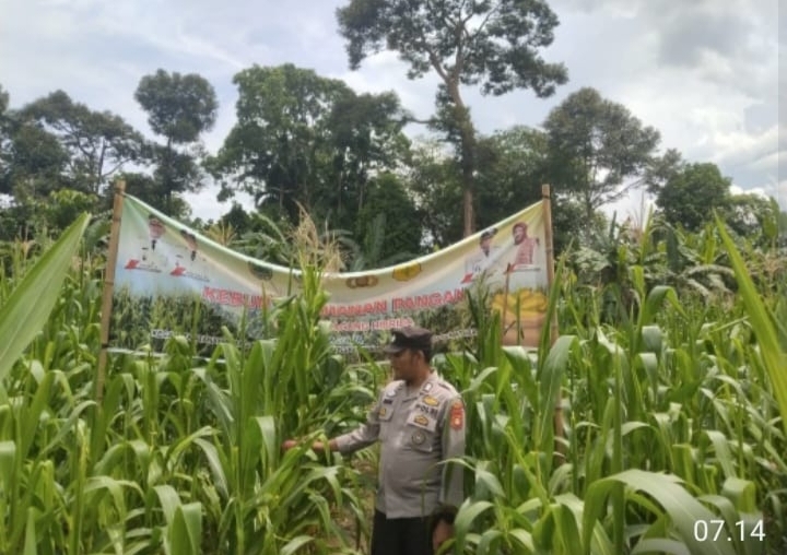 Pengecekan Lahan Jagung Ketahanan Pangan di Desa Raja, Polsek Tanah Abang Tekankan Transparansi Pengelolaan Dana Desa