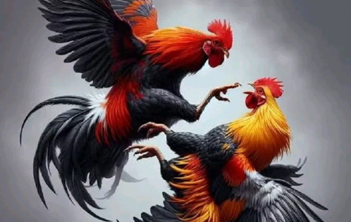 Warga Desa Jambe Kertasmaya Resah, Arena Sabung Ayam Diduga Beroperasi Bebas Tanpa Penertiban