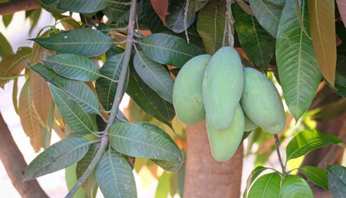 Pohon Berbuah yang Menjalar ke Lahan Tetangga Milik Siapa Buahnya?