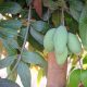 Pohon Berbuah yang Menjalar ke Lahan Tetangga Milik Siapa Buahnya?