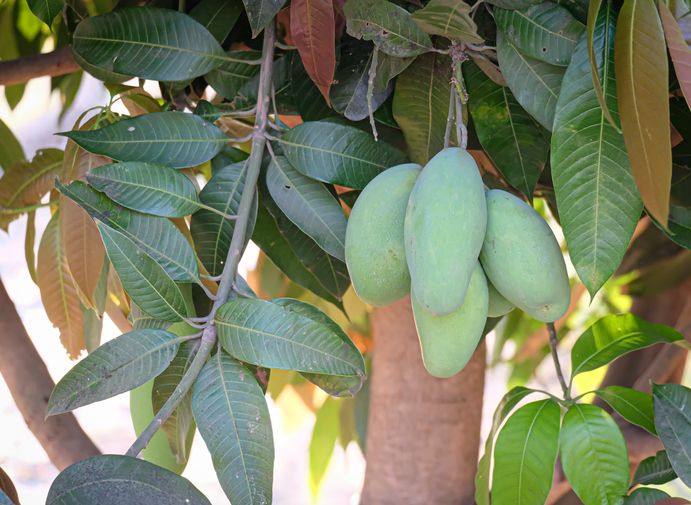 Pohon Berbuah yang Menjalar ke Lahan Tetangga Milik Siapa Buahnya?