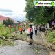 Gerak Cepat, Pamapta Polres Lampung Utara Gerak Cepat Evakuasi Pohon Tumbang Di Jalan Stadion Sukung
