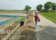Gotong Royong Kuwu Evi Bersama Petani, Saluran Irigasi Desa Leuwigede Dibersihkan